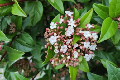 Immergrüner schneeball Viburnum tinus 'Spirit' strauch Viburnum tinus 'Spirit' Strauch