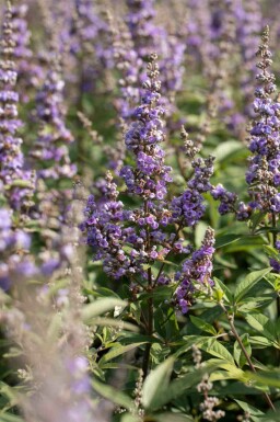 Mönchspfeffer Vitex agnus-castus strauch Vitex agnus-castus