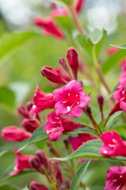 Weigelie Weigela 'Bristol Ruby' strauch Weigela 'Bristol Ruby' Strauch