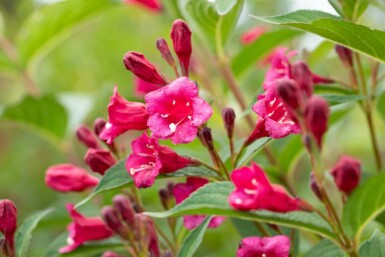 Weigelie Weigela 'Bristol Ruby' strauch Weigela 'Bristol Ruby' Strauch
