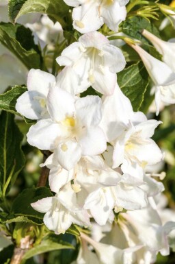 Weigelie Weigela 'Candida' strauch Weigela 'Candida' Strauch