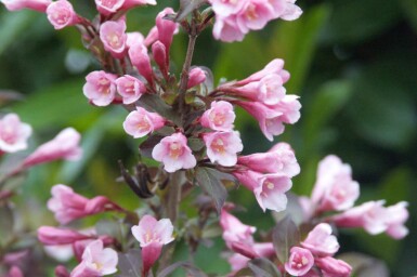 Weigelie Weigela florida 'Nana Purpurea' strauch Weigela florida 'Nana Purpurea' Strauch