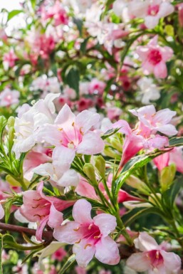 Weigelie Weigela florida 'Variegata' strauch Weigela florida 'Variegata' Strauch