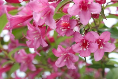 Weigelie Weigela 'Rosea' strauch Weigela 'Rosea' Strauch