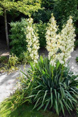 Palmlilie Yucca filamentosa strauch Yucca filamentosa Strauch