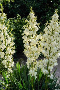 Palmlilie Yucca filamentosa strauch Yucca filamentosa Strauch