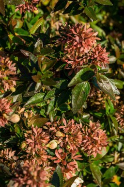 Großblütige abelie Abelia grandiflora 'Sherwood' strauch 25-30 C3 Abelia grandiflora 'Sherwood' Strauch 25-30 cm
