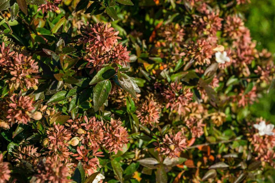 Großblütige abelie Abelia grandiflora 'Sherwood' strauch 40-50 C3 Abelia grandiflora 'Sherwood' Strauch 40-50 cm