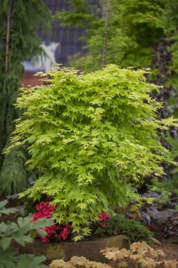 Japanischer Ahorn Acer palmatum strauch 60-80 C3 Acer palmatum Strauch 60-80 cm