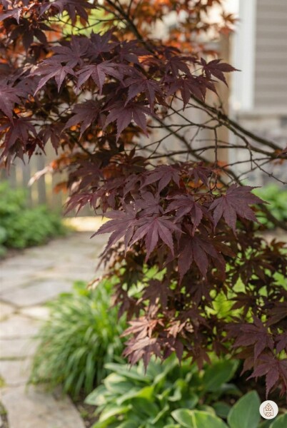 Acer palmatum 'Atropurpureum' Strauch 40-60 cm
