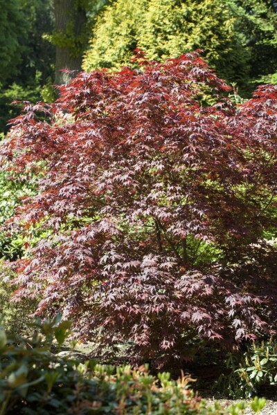 Japanischer ahorn Acer palmatum 'Bloodgood' strauch 40-50 C5 Acer palmatum 'Bloodgood' Strauch 40-50 cm