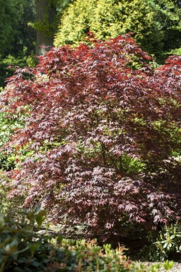 Japanischer ahorn Acer palmatum 'Bloodgood' strauch 40-50 C5 Acer palmatum 'Bloodgood' Strauch 40-50 cm