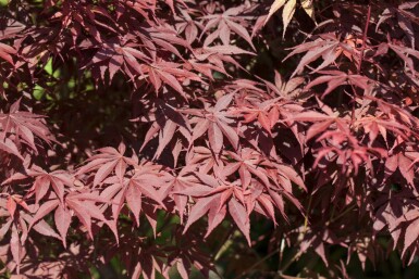 Japanischer ahorn Acer palmatum 'Bloodgood' strauch 40-50 C5 Acer palmatum 'Bloodgood' Strauch 40-50 cm