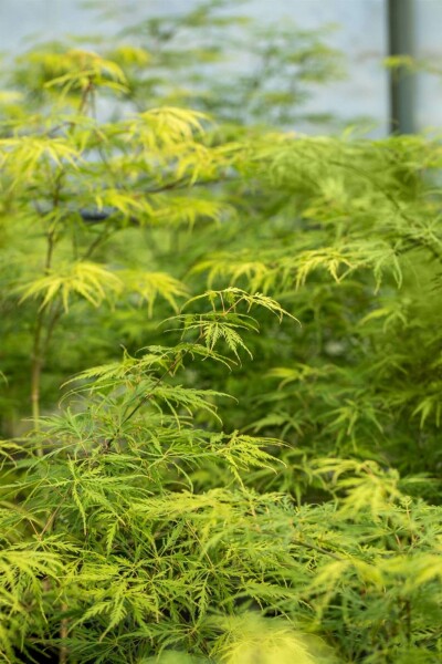 Japanischer ahorn Acer palmatum 'Dissectum' strauch 30-40 C3 Acer palmatum 'Dissectum' Strauch 30-40 cm