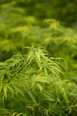 Japanischer ahorn Acer palmatum 'Dissectum' strauch 30-40 C3 Acer palmatum 'Dissectum' Strauch 30-40 cm