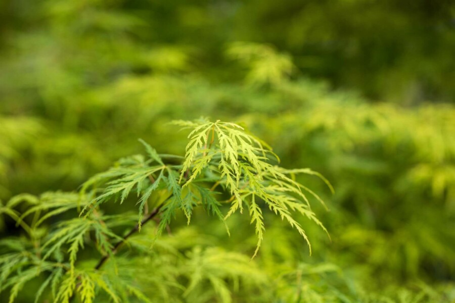 Japanischer ahorn Acer palmatum 'Dissectum' strauch 30-40 C3 Acer palmatum 'Dissectum' Strauch 30-40 cm