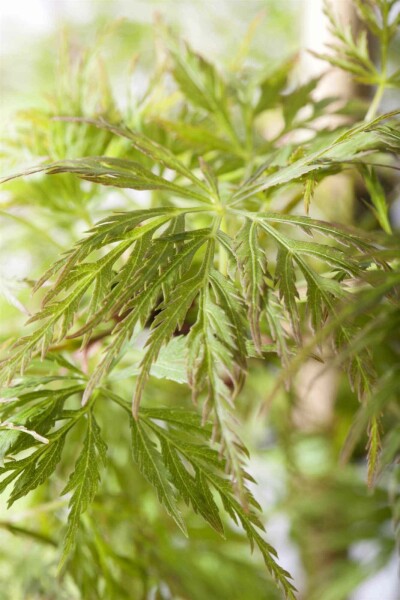 Japanischer ahorn Acer palmatum 'Emerald Lace' strauch 50-60 C5 Acer palmatum 'Emerald Lace' Strauch 50-60 cm