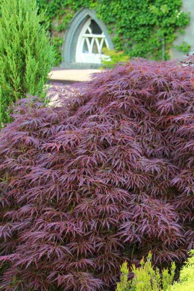 Japanischer ahorn Acer palmatum 'Garnet' strauch 40-50 C5 Acer palmatum 'Garnet' Strauch 40-50 cm