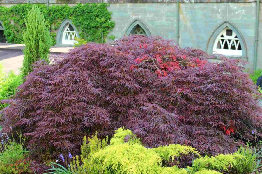 Japanischer ahorn Acer palmatum 'Garnet' strauch 40-50 C5 Acer palmatum 'Garnet' Strauch 40-50 cm