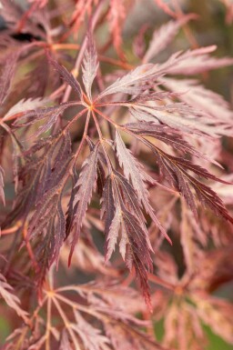 Japanischer ahorn Acer palmatum 'Inabe-shidare' strauch 30-40 C3 Acer palmatum 'Inabe-shidare' Strauch 30-40 cm