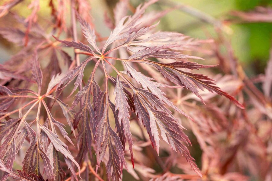 Japanischer ahorn Acer palmatum 'Inabe-shidare' strauch 30-40 C3 Acer palmatum 'Inabe-shidare' Strauch 30-40 cm