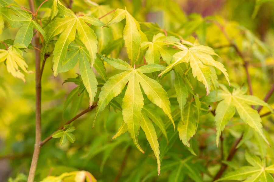 Japanischer ahorn Acer palmatum 'Katsura' strauch 40-50 C3 Acer palmatum 'Katsura' Strauch 40-50 cm