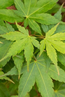 Japanischer ahorn Acer palmatum 'Little Princess' strauch 40-50 C3 Acer palmatum 'Little Princess' Strauch 40-50 cm