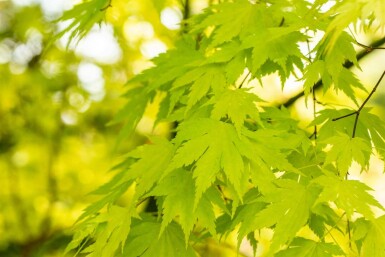 Japanischer ahorn Acer palmatum 'Orange Dream' strauch 30-40 C3 Acer palmatum 'Orange Dream' Strauch 30-40 cm