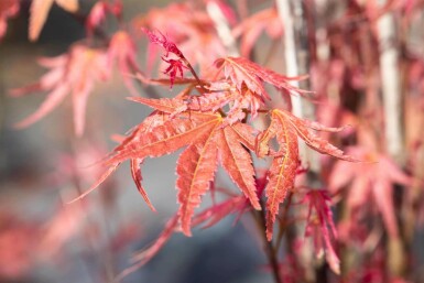 Japanischer ahorn Acer palmatum 'Phoenix' strauch 30-40 C3 Acer palmatum 'Phoenix' Strauch 30-40 cm
