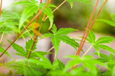 Japanischer ahorn Acer palmatum 'Phoenix' strauch 60-80 C7,5 Acer palmatum 'Phoenix' Strauch 60-80 cm