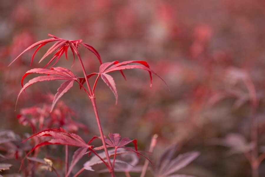 Japanischer ahorn Acer palmatum 'Shaina' strauch 30-40 C3 Acer palmatum 'Shaina' Strauch 30-40 cm