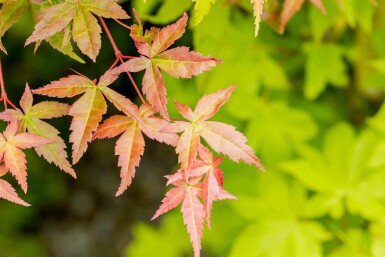 Japanischer ahorn Acer palmatum 'Summer Gold' strauch 80-100 C7,5 Acer palmatum 'Summer Gold' Strauch 80-100 cm