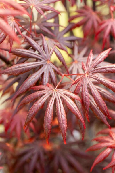 Japanischer ahorn Acer palmatum 'Trompenburg' strauch 30-40 C3 Acer palmatum 'Trompenburg' Strauch 30-40 cm
