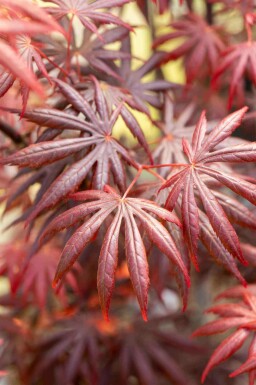 Japanischer ahorn Acer palmatum 'Trompenburg' strauch 30-40 C3 Acer palmatum 'Trompenburg' Strauch 30-40 cm