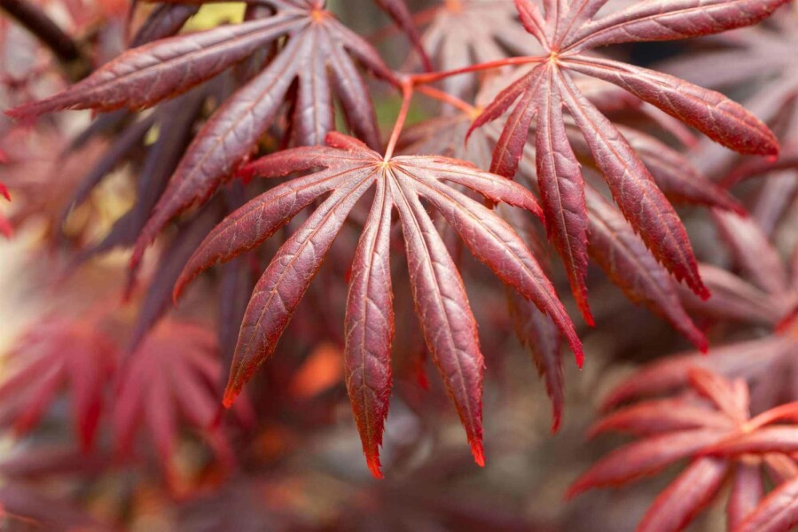 Japanischer ahorn Acer palmatum 'Trompenburg' strauch 60-70 C10 Acer palmatum 'Trompenburg' Strauch 60-70 cm