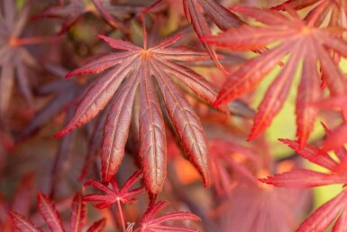 Japanischer ahorn Acer palmatum 'Trompenburg' strauch 80-100 C7,5 Acer palmatum 'Trompenburg' Strauch 80-100 cm