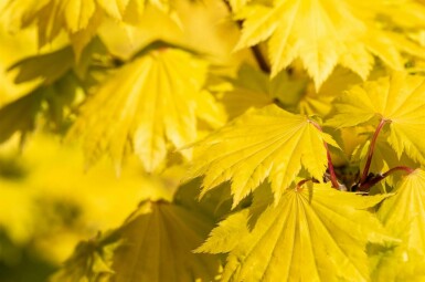 Goldahorn Acer shirasawanum 'Aureum' strauch 25-30 C3 Acer shirasawanum 'Aureum' Strauch 25-30 cm
