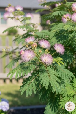 Albizia julibrissin Strauch 40-50 cm