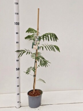 Albizia julibrissin gestäbt 50-60 cm