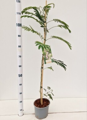 Albizia julibrissin Strauch 100-125 cm