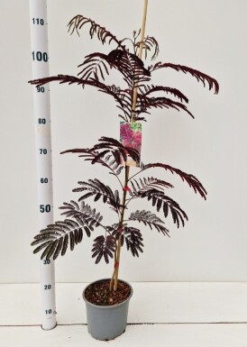 Albizia julibrissin 'Summer Chocolate' Strauch 50-60 cm