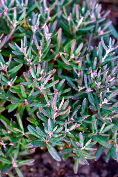 Lavendelheide Andromeda polifolia 'Blue Ice' strauch 20-25 C2 Andromeda polifolia 'Blue Ice' Strauch 20-25 cm