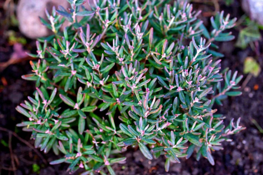 Lavendelheide Andromeda polifolia 'Blue Ice' strauch 20-25 C2 Andromeda polifolia 'Blue Ice' Strauch 20-25 cm
