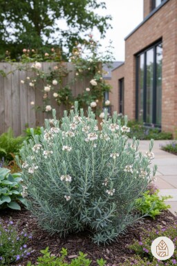 Andromeda polifolia 'Blue Lagoon' Strauch 20-25 cm