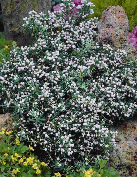 Lavendelheide Andromeda polifolia 'Compacta' strauch 20-25 C2 Andromeda polifolia 'Compacta' Strauch 20-25 cm