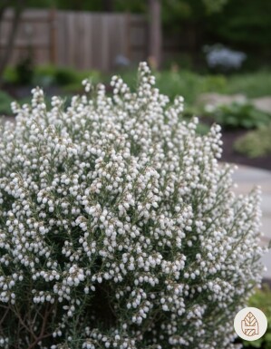 Andromeda polifolia 'Compacta' Strauch 20-25 cm