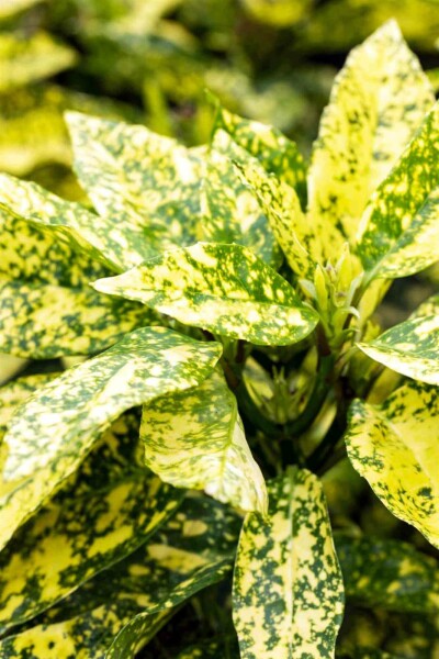 Japanische aukube Aucuba japonica 'Crotonifolia' strauch 20-30 C2,5 Aucuba japonica 'Crotonifolia' Strauch 20-30 cm