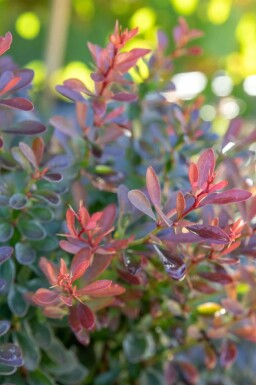 Rote Zwergkugelberberitze 'Bagatelle' Berberis thunbergii 'Bagatelle' strauch Berberis thunbergii 'Bagatelle' Strauch