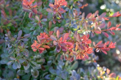 Rote Zwergkugelberberitze 'Bagatelle' Berberis thunbergii 'Bagatelle' strauch Berberis thunbergii 'Bagatelle' Strauch