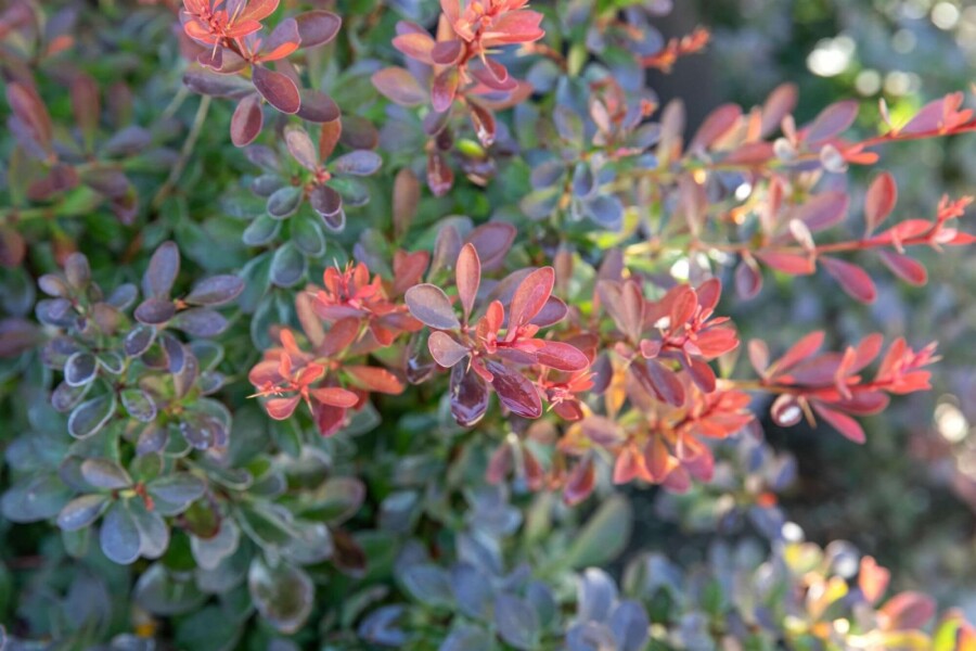 Rote Zwergkugelberberitze 'Bagatelle' Berberis thunbergii 'Bagatelle' strauch 20-30 C2 Berberis thunbergii 'Bagatelle' Strauch 20-30 cm